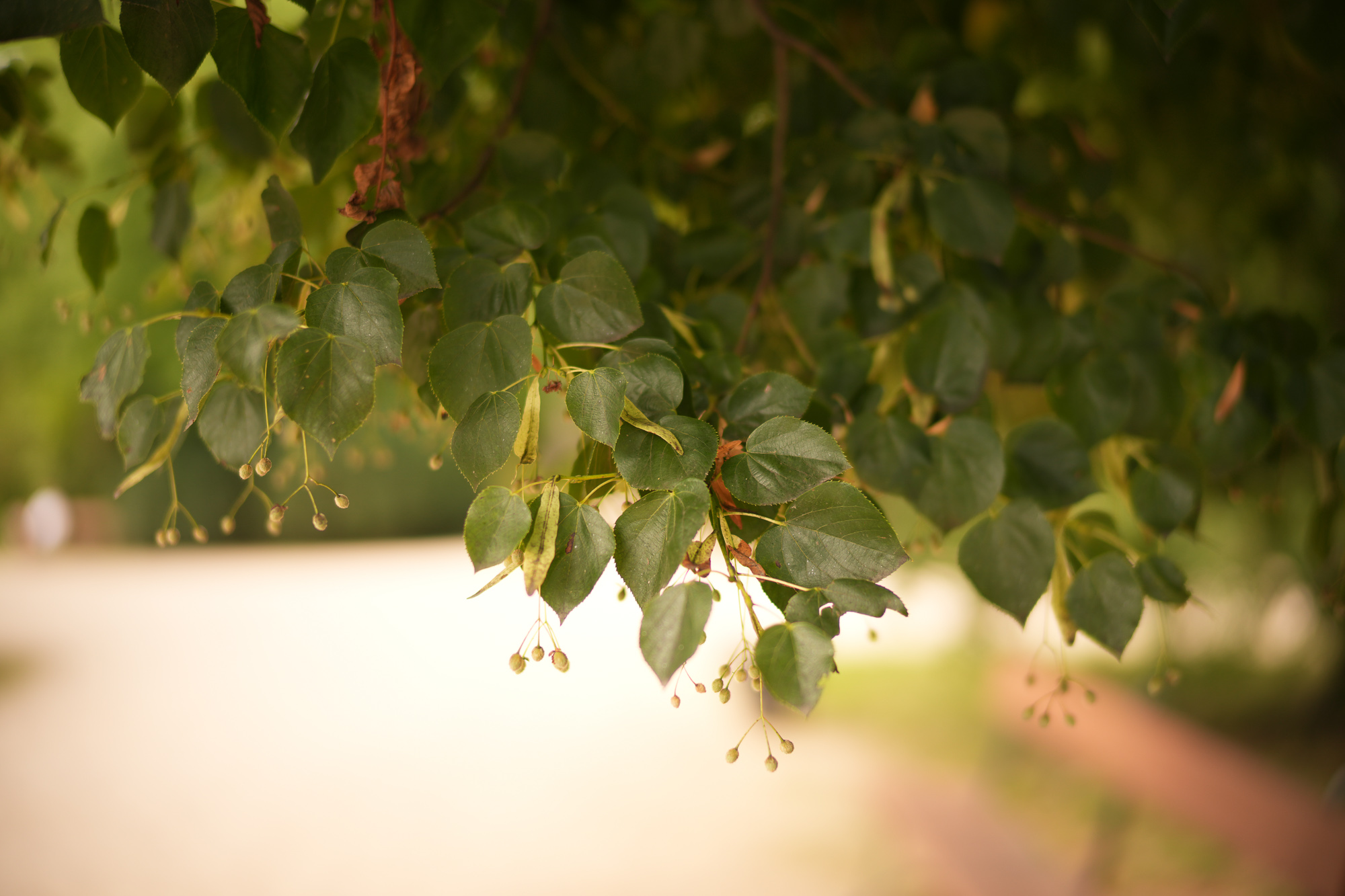 Obiektyw Voigtlander Nokton II 50 mm f/1,2 do Leica M